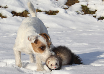 Hund Frettchen spielen Schnee Terrier seltene Tierfreundschaft Chilli