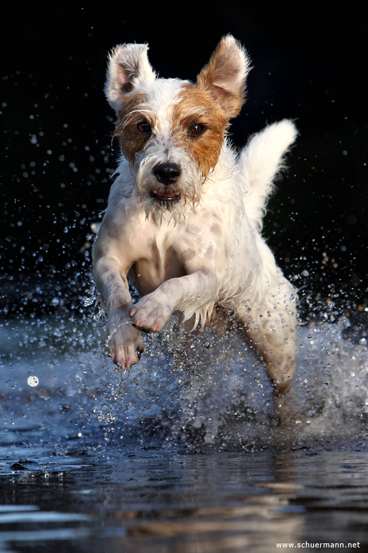 Rednock Parson Russell Terrier Wasserarbeit schwimmen Tropfen