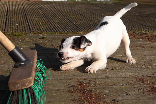 Hund Welpe Besen spielen bellen fegen Terrier Abby