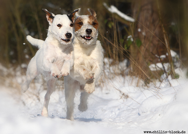 Parson Russell Terrier Jack Chilli Abby zwei spielen rennen Schnee Winter dicht zusammen