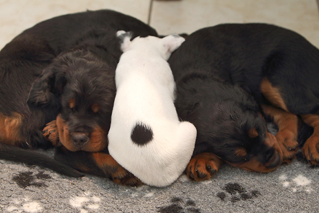 Abby Nanny McPhee vom Räuberschlag Gordon Setter Welpen Parson Chillis Block Blog