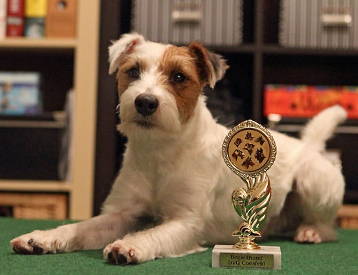 Parson Russell Terrier Begleithundprüfung Begleithund Hundesport Prüfung