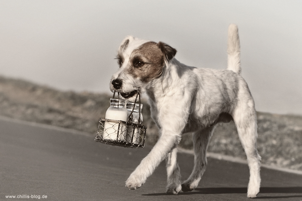Parson Russsell Terrier trimmen frisch getrimmt Rauhhaar Chilli Rednock