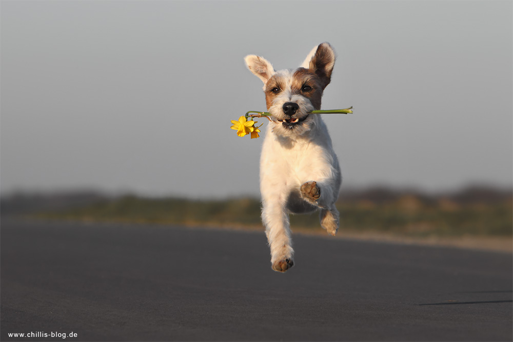 Parson Russsell Terrier trimmen Rennen Laufen Spass Hund Rauhhaar Chilli Rednock