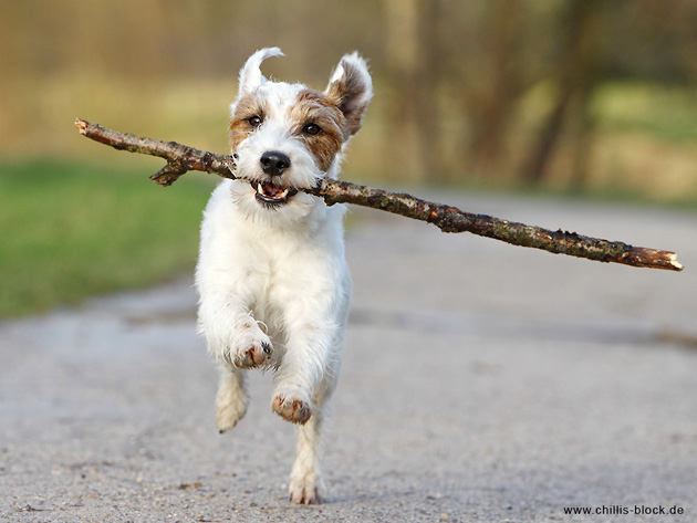 Hund Terrier Stock Spaß strahlen Freude glücklich spielen Chilli Chillis Block Blog