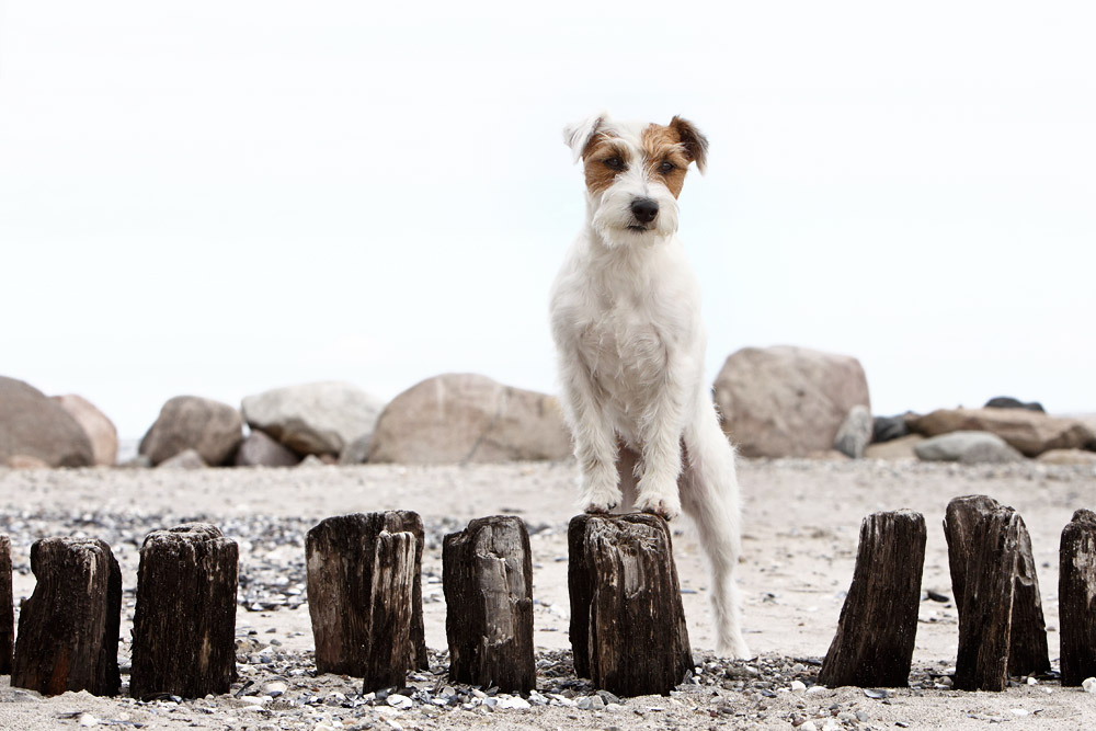 Chilli Strand Strandabschnitt Hundestrand Hund Ostsee Hohwacht Urlaub Terrier