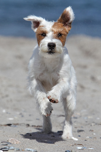 Chilli Parson Russell Terrier Hund Strand Lauf Urlaub Ostsee