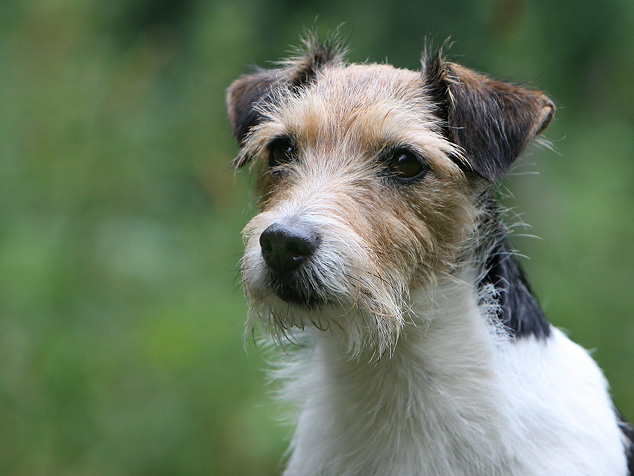 Jack Russell Portrait Maja