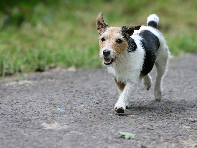 Maja Terrier Galopp Weg