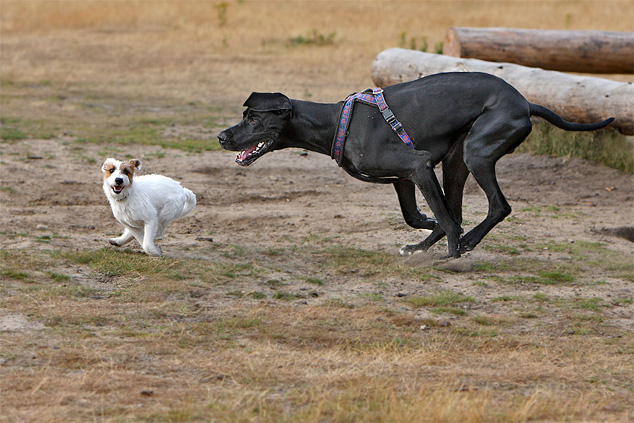 spielen großer und kleiner hund dogge terrier