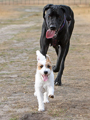 großer kleiner Hund spielen Dogge Terrier