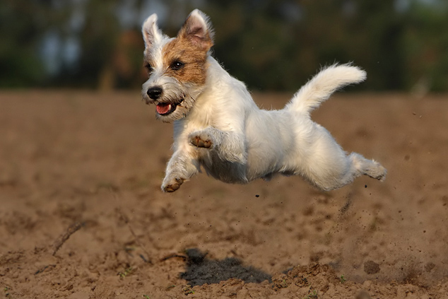 Chilli Flieger fliegender Hund Sprung