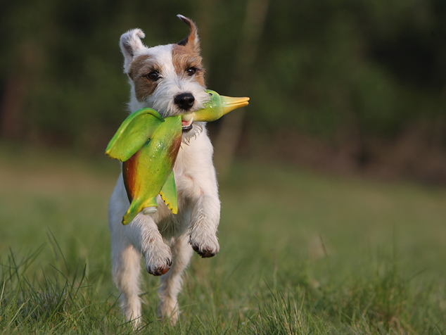 Rednock Parson Russell Terrier Big Crumb Chilli