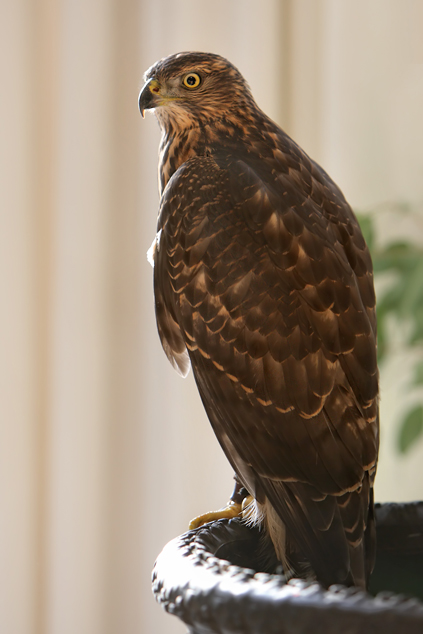 Habicht Rothabicht Jagd Beizvogel Rundreck Wohnzimmer Accipiter gentilis