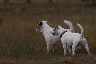 Rednock Terrier Trudy Chilli Parson Russell