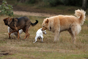 Hunde Treffen unterwürfig schnüffeln unterordnen klein gross