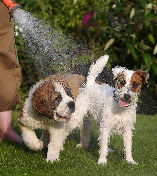 Welpen Wasser Gartenschlauch Dusche Bernhardiner Terrier Chilli Parson
