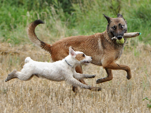 Malinois Terrier Welpe spielen Stroh Chilli