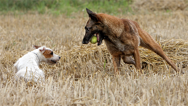 Malinois Parson Russell Terrier spielen Stroh Stoppelfeld