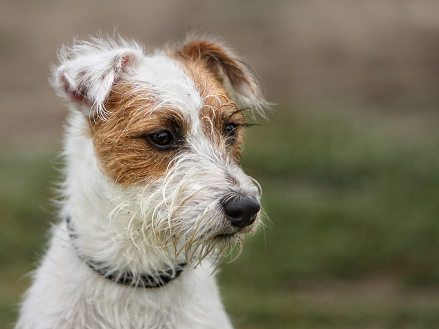 Terrier Parson Russell Rednock Portrait Big Crumb