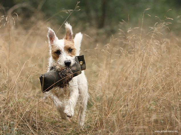 Apport Apportieren Terrier klein Dummy groß Wald