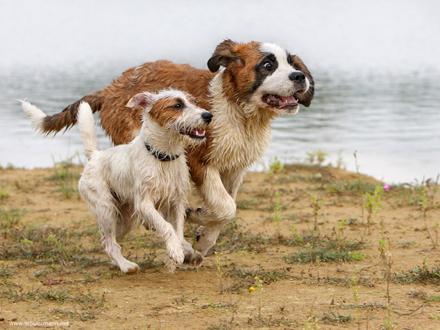 Terrier Freunde Hunde Bernhardiner rennen See Wasser spielen