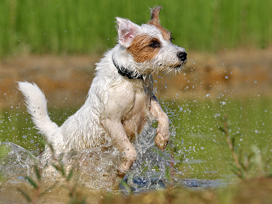 Parson Terrier See Meer Wasser Spritzer schwimmen Sommer