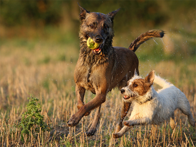 Hunde Freunde Malinois Parson Russell Terrier Ball laufen Herbst Stoppelfeld