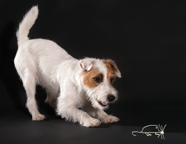 Terrier Welpe Parson Studio ducken bellen freigestellt