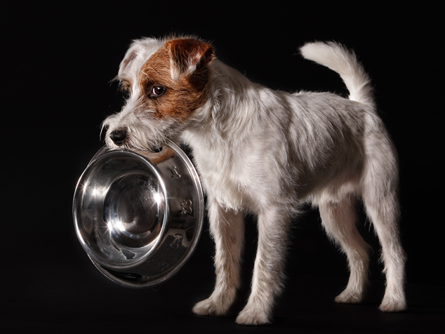 Hund Hunger Terrier weiß trägt Napf freigestellt apportieren