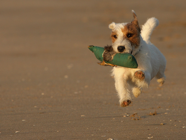 Chilli Rednock Parson Russell Terrier Strand fliegen apport