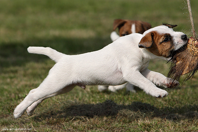 Welpe Terrier Parson Russell Jagd Spiel Wildschwein Teller