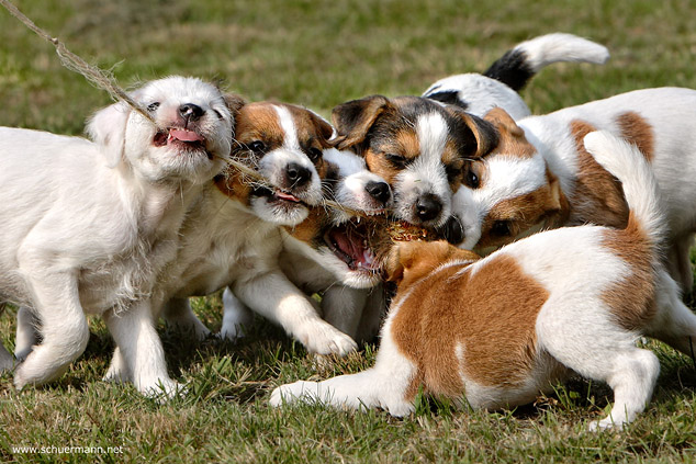 Welpe Welpen Parson Russell Terrier Beute Spiel Meute Jagd Reizangel