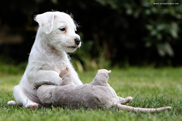 Terrier Parson Russell Welpe Spielzeug Ruhe sitz