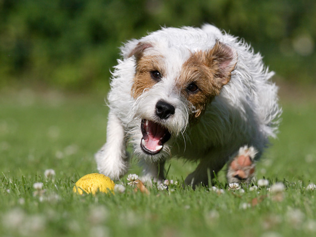 hund terrier ball spielen wiese blumen gelb welpe parson russell