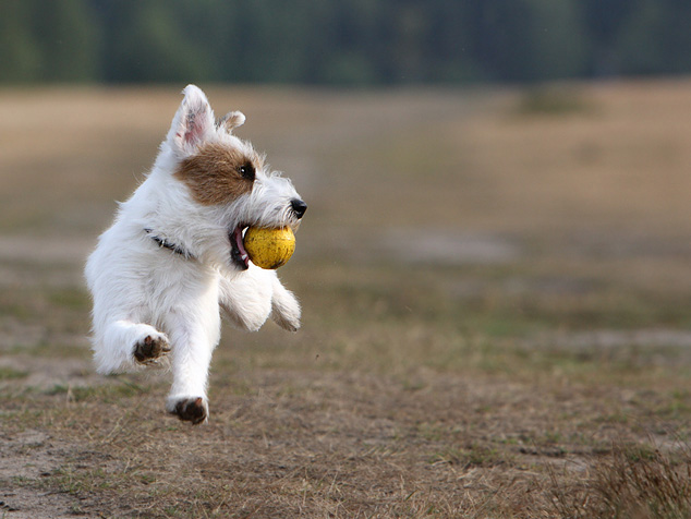 hund flug sprung galopp lauf ball gelb freigestellt seitenblick terrier welpe spiel