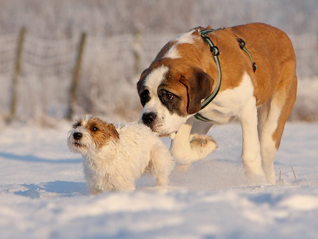 Bernhardiner Chilli Rednock Big Crumb Parson Russell Terrier spielen Schnee Tagebuch Blog