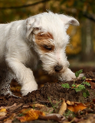 Charly Hund Terrier Welpe graben buddeln