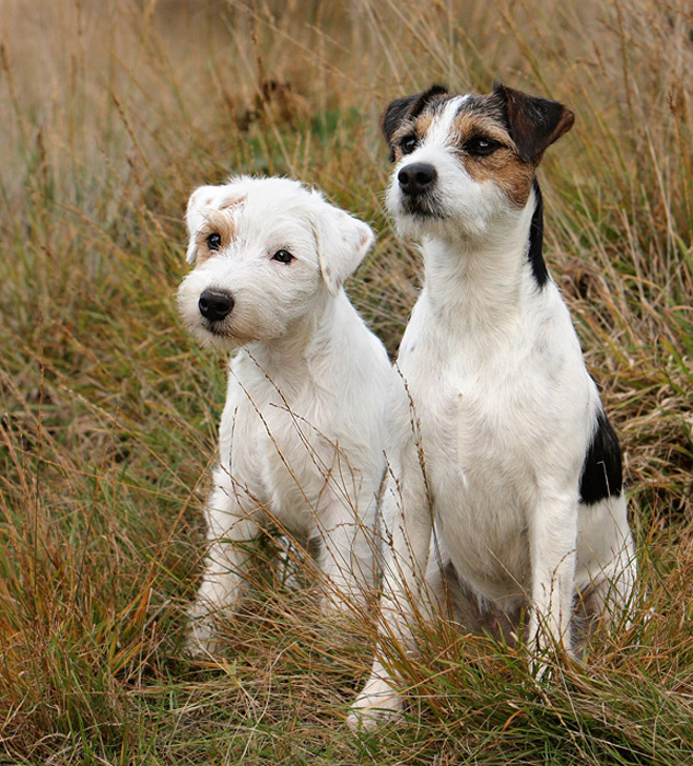 Elaine my Summerdream Mc Allisters Why Not Parson Russell Terrier Charly
