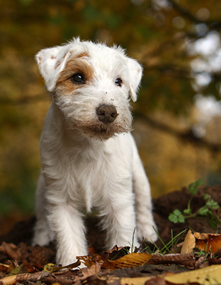 Herbst Portrait Parson Russell Terrier Welpe