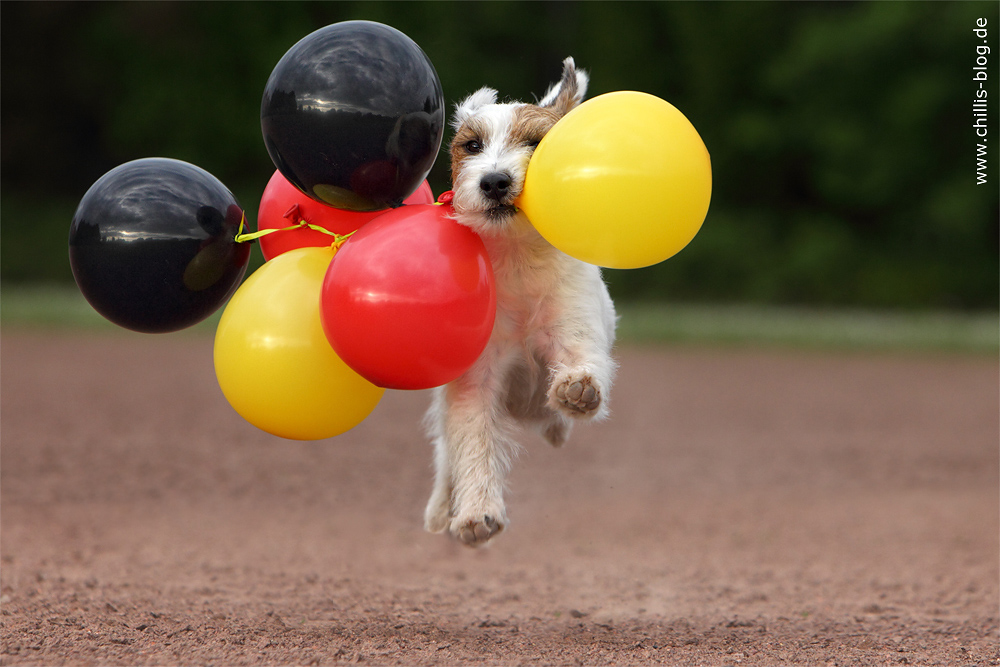 Hund Terrier Fussball Weltmeisterschaft WM 2010 Südafrika Fan Ballons Freude Chilli