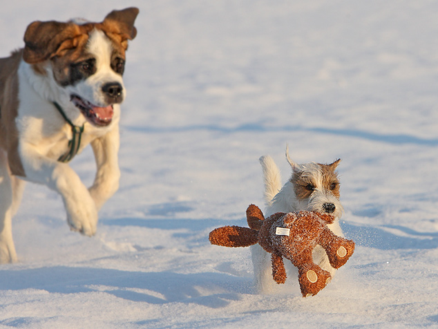 Bernhardiner Chilli Rednock Big Crumb Parson Russell Terrier spielen Schnee Tagebuch Blog