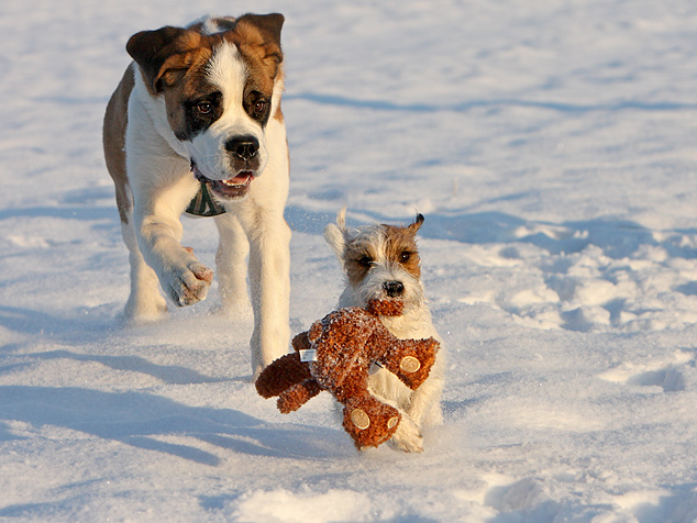 Bernhardiner Chilli Rednock Big Crumb Parson Russell Terrier spielen Schnee Tagebuch Blog