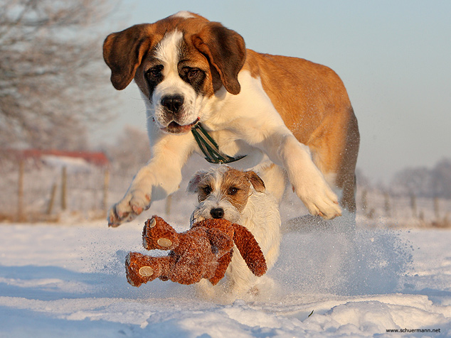 Bernhardiner Chilli Rednock Big Crumb Parson Russell Terrier spielen Schnee Tagebuch Blog