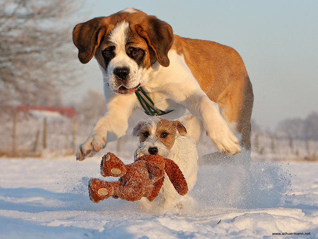 Bernhardiner Chilli Rednock Big Crumb Parson Russell Terrier spielen Schnee Tagebuch Blog