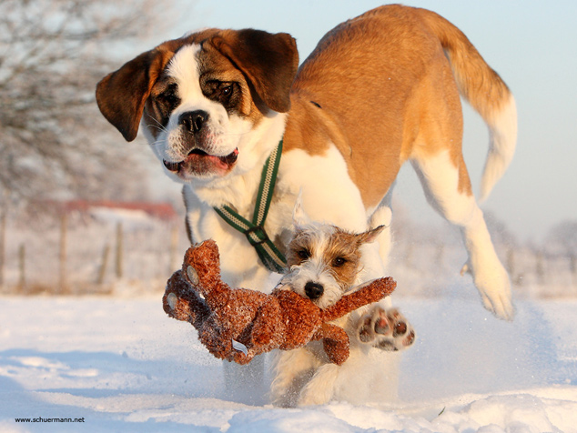 Bernhardiner Chilli Rednock Big Crumb Parson Russell Terrier spielen Schnee Tagebuch Blog