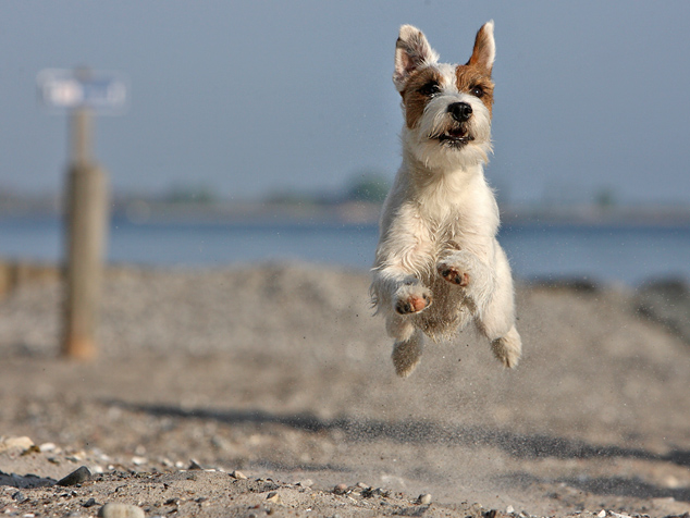 Hohwacht Hunde Hundestrand Chilli Urlaub Rednock Big Crumb