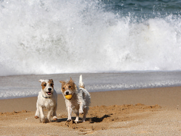 Wellen Gischt kleine Hunde Urlaub mit Hund in Urlaub Frankreich