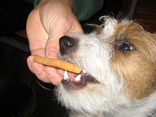 Chilli Rednock Parson Terrier Zwieback