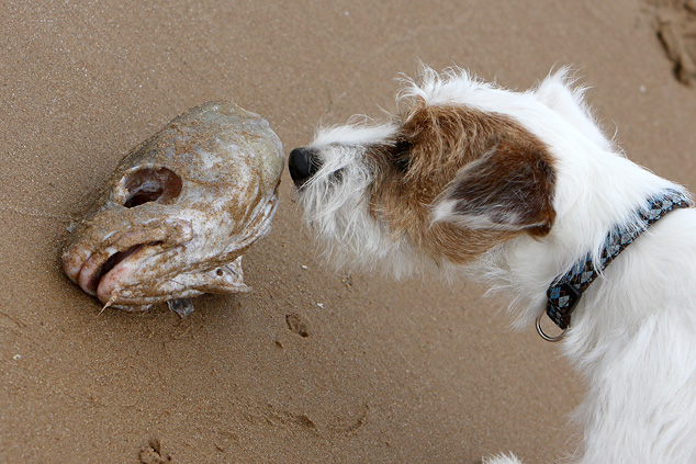 Chilli Strand Frankreich Fisch Terrier